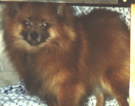 A tiny Teddy