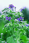 borage flowers