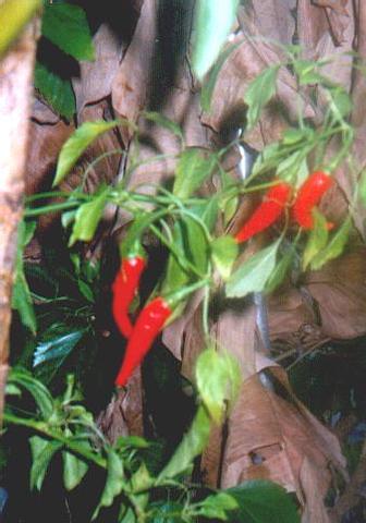 capsicum minimum