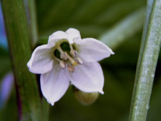 paprika flower