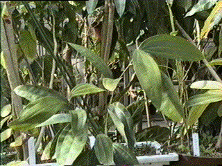 cinnamomum cassia