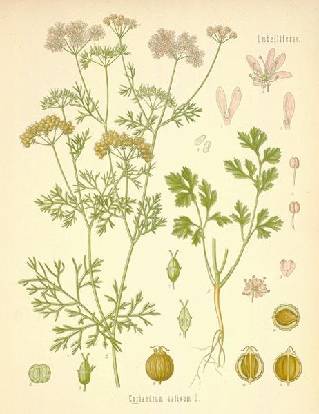 Coriander Seed and Cilantro