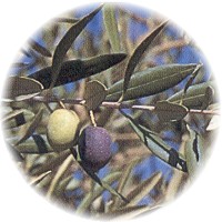 fresh olives