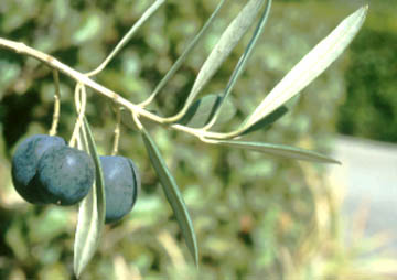 olive fruit