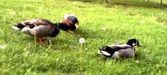 Ducks and Dandelion in Gatlinburg, Tennessee.