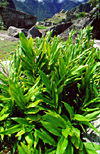 GINGER PLANT