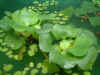 Plants_01.jpg (74969 bytes)
