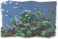Scuba Diving photo