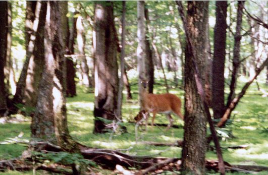  doe & nursing fawn 