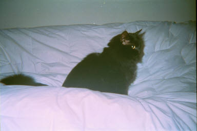 Lady of leisure