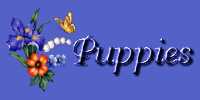 Our puppies