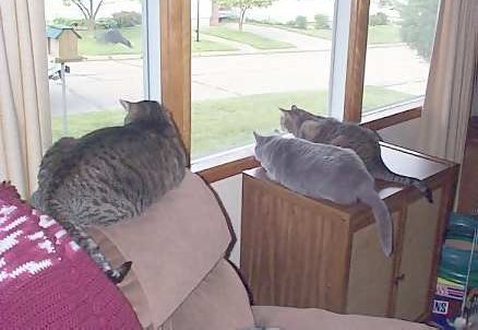 [The cats behind it all!]