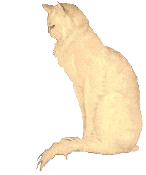 [One cat]