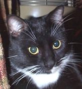 [Gabby owns my parents.  He was a stray looking for a Mommy and Daddy.  He found them!]