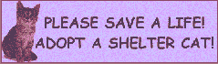 [Open your heart and your home to a shelter cat!]