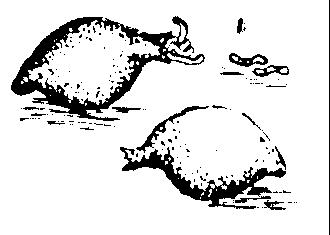 Capullos
