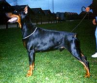 Sanguesa Eddie Murphy - 18 months of age