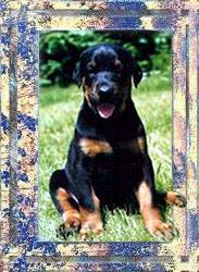 Puppy