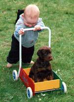 Puppy out for a drive