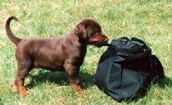 Puppy pulling a bag