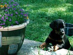 Puppy in the garden