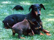 Mom - with some of her puppies