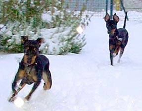 Peppi and Peppone at winter time