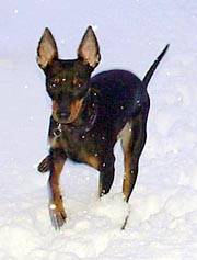 Peppone at winter time