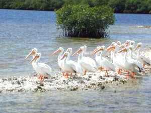 Sanibel Fishing Charters