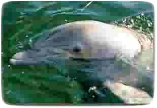 Sanibel Fishing Charters