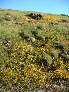 Gold Fields on Bernal Hill
