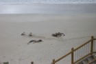 Sea Lions