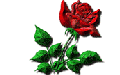 rose1