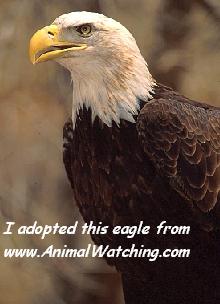 Adopted Eagle