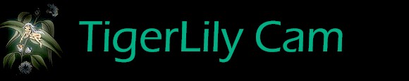 TigerLily