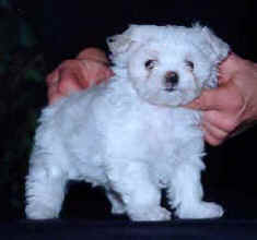 Whitney