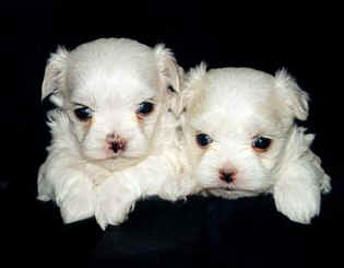 Sydney and Skyler