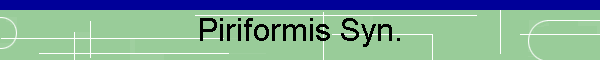 Piriformis Syn.