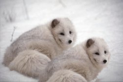 awweee