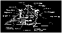 adam1-s copy.gif (633 bytes)