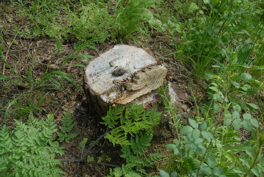 Tree Stump from this year's clear felling