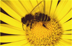FreeBees