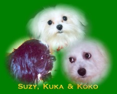 My Pets - My other three when the first three are not around.