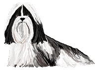 ShihTzu