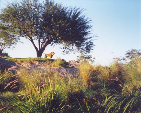 A lion gazes across the savannah at Disney's Animal Kingdom