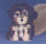 chester puppy