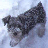 jamie as puppy