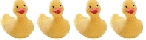 duck line