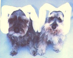 Nick & Rudy as Mopsy and Flopsy