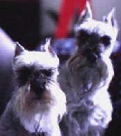 Bart&Schatzie